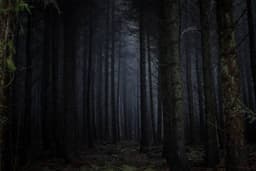 Angels in a Dark Forest: Can Peacemaking Really Save America?