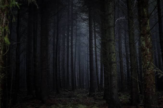 An abstract illustration of a dark, dense forest with faint light filtering through the trees, symbolizing political division and the search for peace.